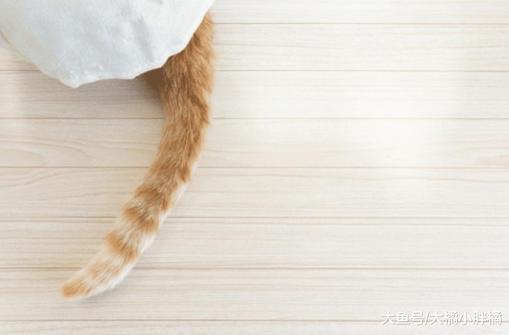 猫真就那么高冷？这7件“蠢事”就是猫做的，偶尔犯傻也挺有趣