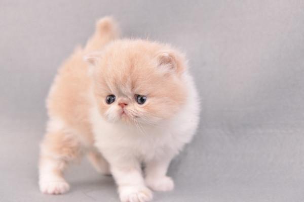 地球上5大最友善的猫咪，折耳猫和波斯猫上榜，有你家的爱猫吗？