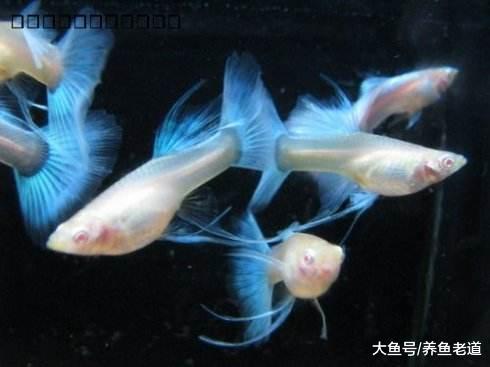 这几个问题不解决, 孔雀鱼永远也养不好!