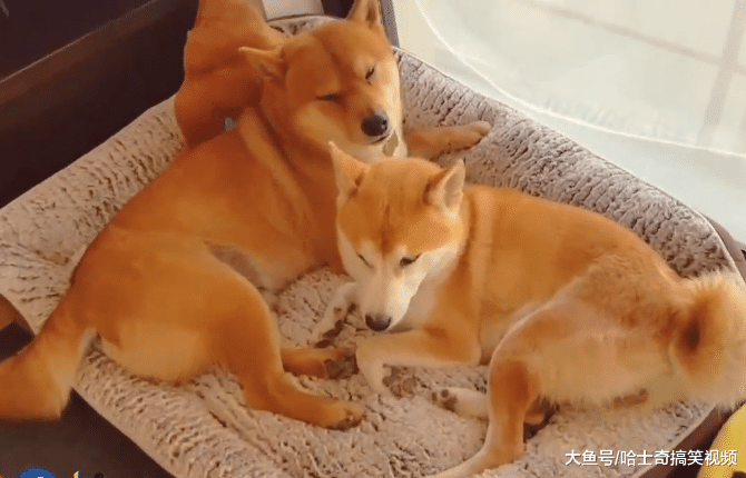 柴柴“夫妻”太恩爱，却把宝宝晾在一边，考虑过主人心情吗？