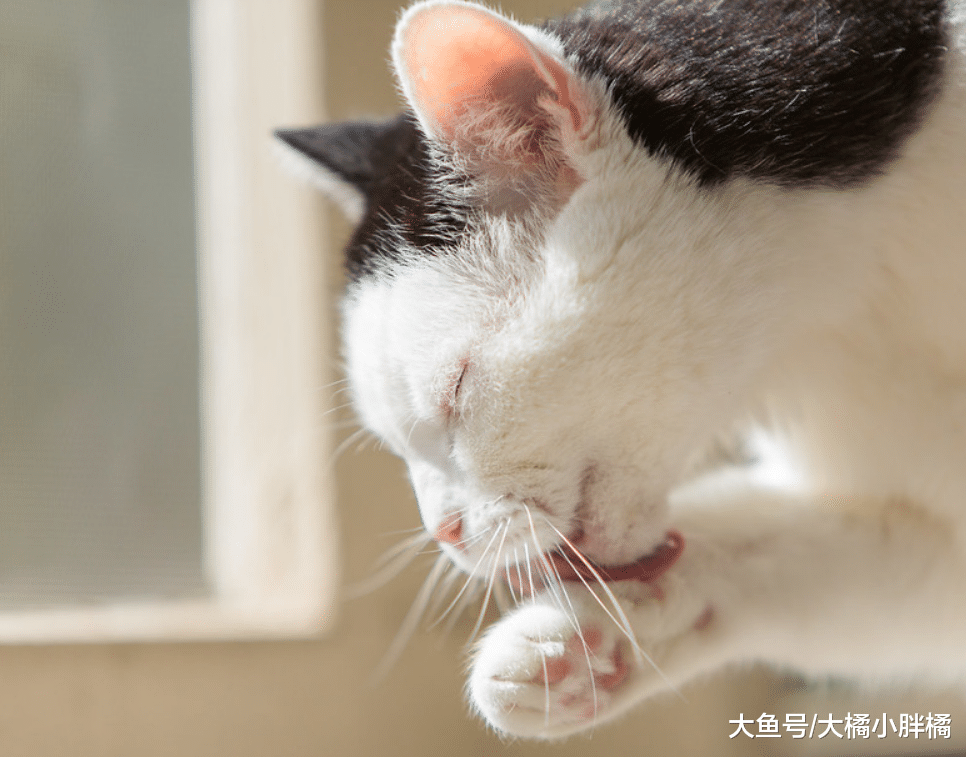 “拒绝洗澡”的猫该如何治？有4个可行的对策，不要强行给猫洗澡