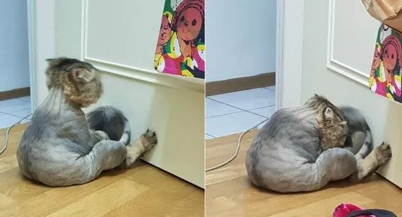 为啥猫咪每天掉毛依然毛茸茸？别酸啦，其实猫也是会秃的！