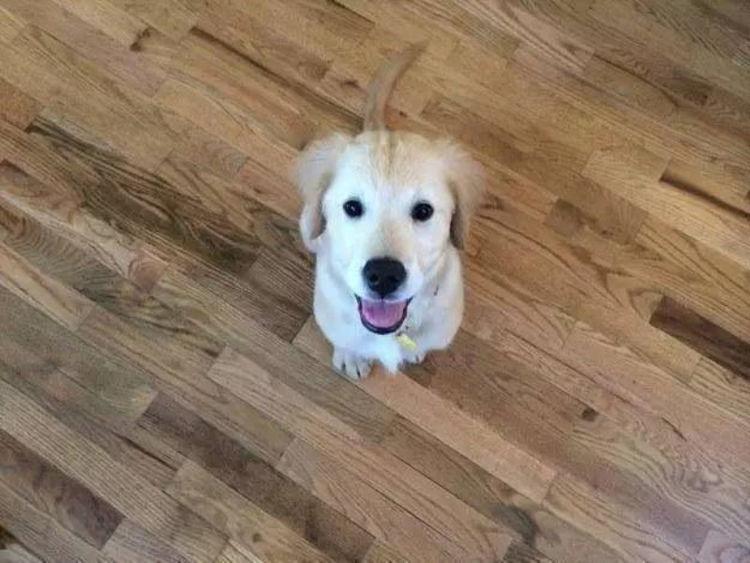 小金毛因牙齿缺陷变抑郁, 主人看不下去, 一怒之下带它整了牙