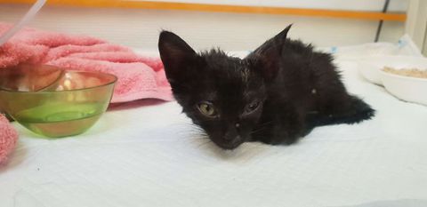 流浪猫的报恩，生病花光了所有钱，现在每天哄客人开心给主人赚钱