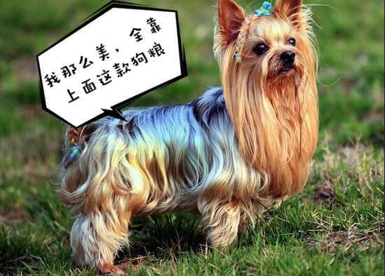 这5种食物寄生虫很多, 你是不是经常喂狗狗吃? 小心害了狗狗!