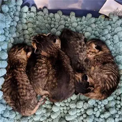 这只猫简直就是宠妻狂魔，这是什么神仙爱情我酸了...