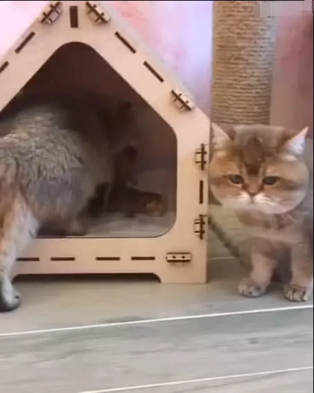猫妈跟猫爸生气搬窝，猫爸一脸无奈的样子笑喷众人！