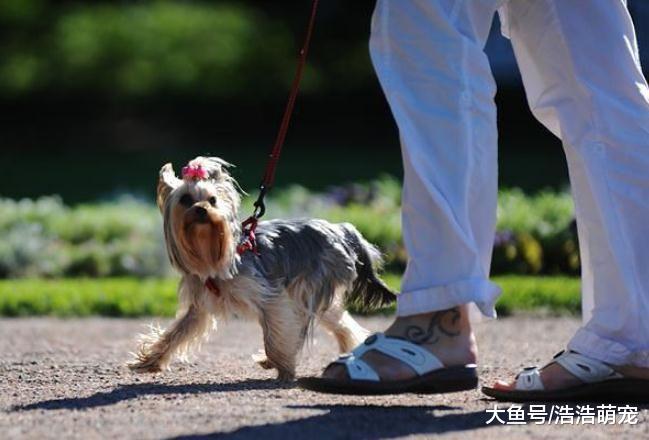 狗狗不会无缘无故咬你，如果你做了这5个动作，它不咬你才怪