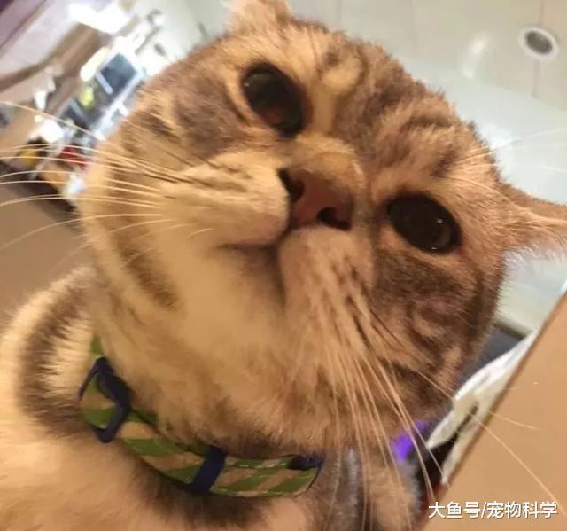 感觉我家猫的颜值时高时低