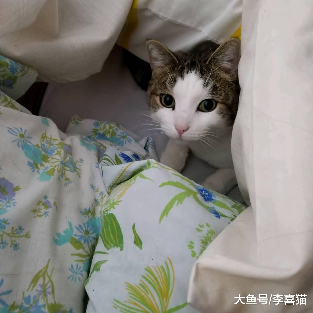 貓咪不是玩具，對于來訪客人的無理要求，鏟屎官很有必要嚴正拒絕