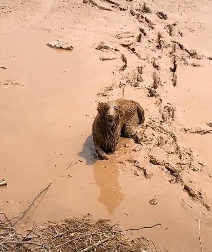 夏天到了，放飞自我的金毛冲进泥坑后，绝望的主人默默的走开了