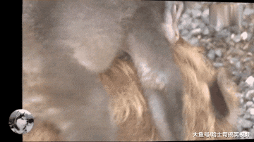 小猴子把猪当“妈妈”，每天都骑在它背上，原因让人很暖心