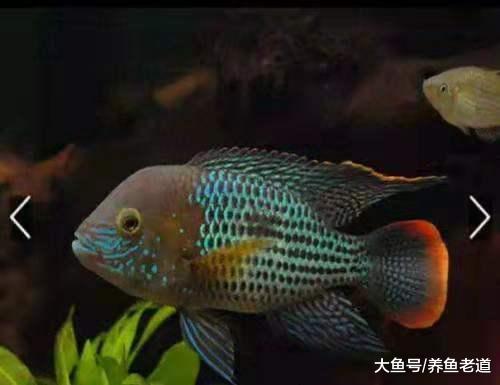 如何避免观赏鱼总是不断的繁殖和打斗，有没有什么有效的方法？