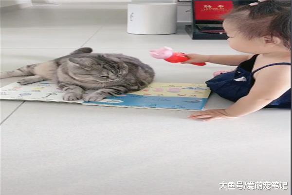 小主人在学习英语时，陪读的英短猫偷亲了一下，喵：谁还不是宝宝