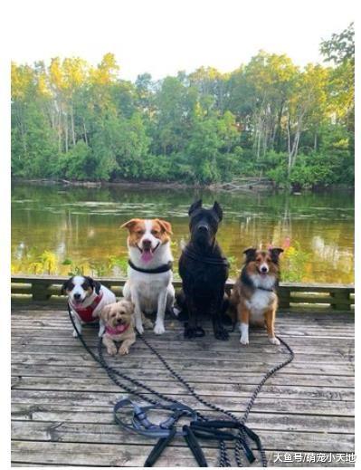 5只汪超爱主人，爱到不让她自己洗澡，每天浴室门口都是这么挤