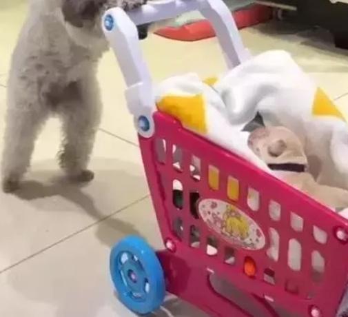 泰迪生了小狗狗后, 全身心投入照顾孩子, 超暖心的一条狗