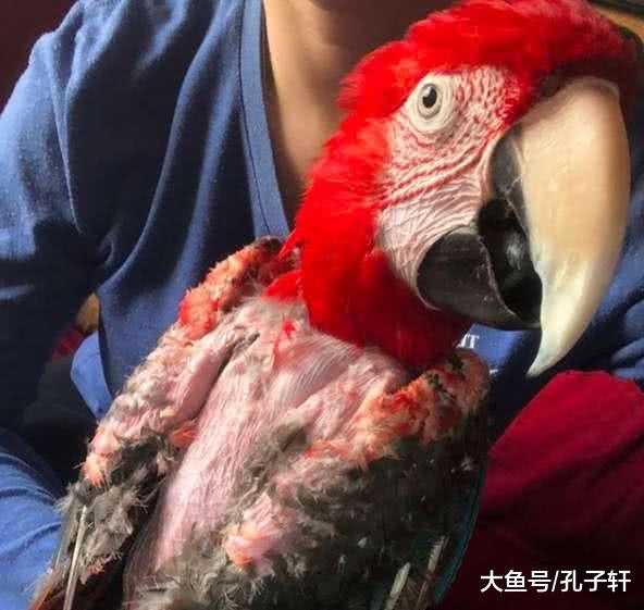 鹦鹉被关地下室15年，仅靠一盘花生活命，被救时已成这个样子