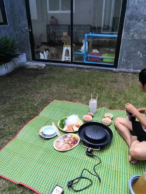主人为了能安心吃烤肉, 于是把猫们给锁屋里...