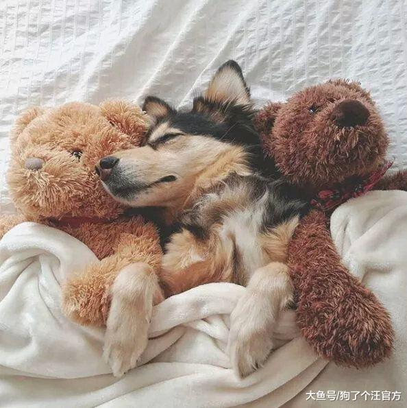 原来小狗狗扎辫子的时候是这样的