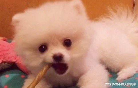 狗狗所需的6种基本营养物质，你知道吗？