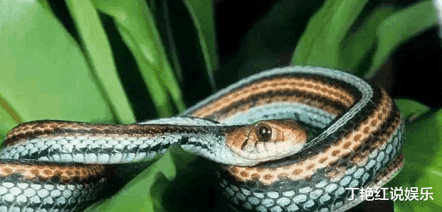 毒蛇：中国十大无毒蛇