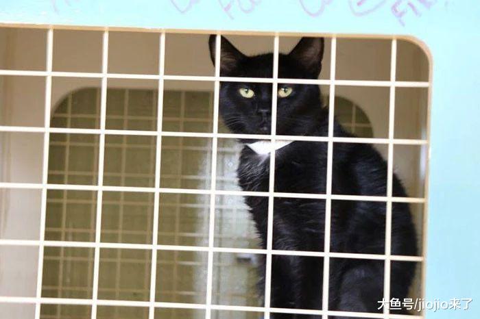 美国爱猫新“操作”！警察局竟让司机通过捐赠猫粮来支付罚单……