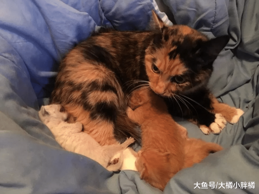 4只猫咪被困纸箱中，猫妈妈用身体为3只小猫遮雨，女孩的做法很赞