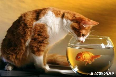 猫咪带回家的老鼠, 竟然是出于对主人的关心? 这份爱太深沉