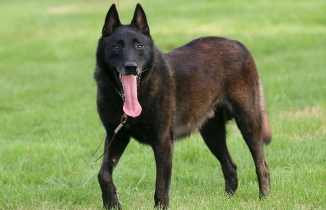 有狼基因的5种狼犬，能力和智商都很高，第五种是我国的优秀军犬