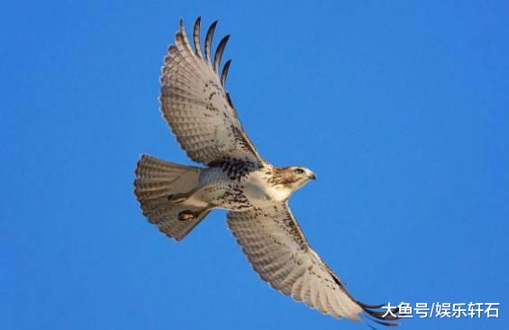 []鹰和雕到底有什么区别？其实很多人都傻傻分不清