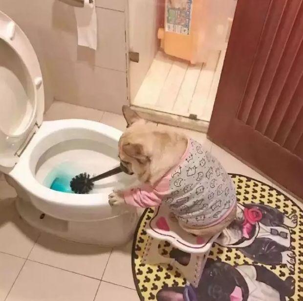 狗狗婚前婚后的变化，扎心了......
