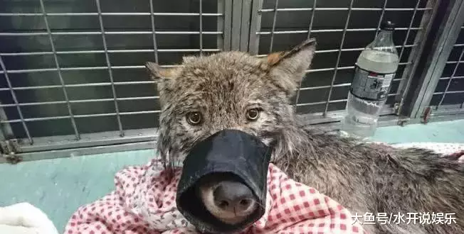 男子发现受困冰冻“狗”将其送医 兽医看到后带上口罩