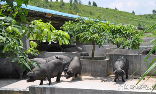 “丢”可口可乐179亿，等来北大“养猪户”36亿救命钱！毅然卖身