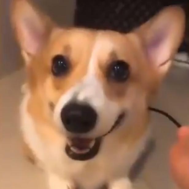 神奇！用USB线给狗狗充电，耳朵会变大