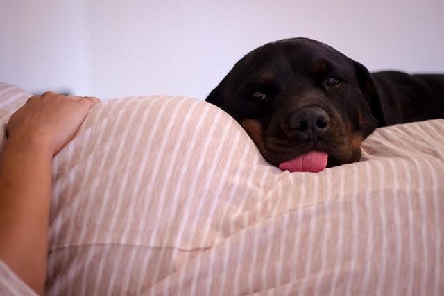 懷孕不能養狗？印度媽媽用行動證明，說懷孕不能養狗是主人的問題