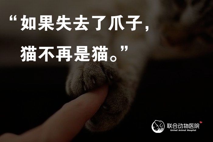 禁止除猫爪手术法案正式生效！给猫去爪究竟有多残忍？剁手试试