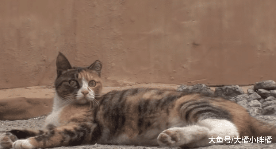 流浪猫多次想引起路人注意，女子跟着它前行，却在墙内发现了小猫