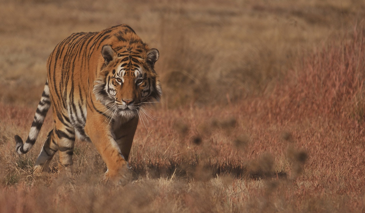 老虎、狮子、雪豹这些大猫的活动范围有多大？