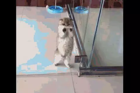 主人忘了把猫咪关笼里，下班回家推开门一看，主人顿时笑疯了