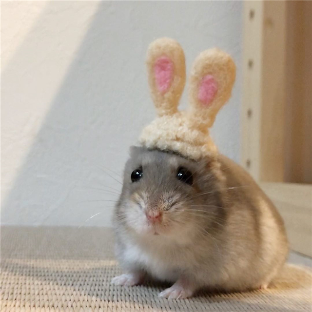 仓鼠满脸委屈，为了吃上一口白菜，被主人尽情“撸鼠”