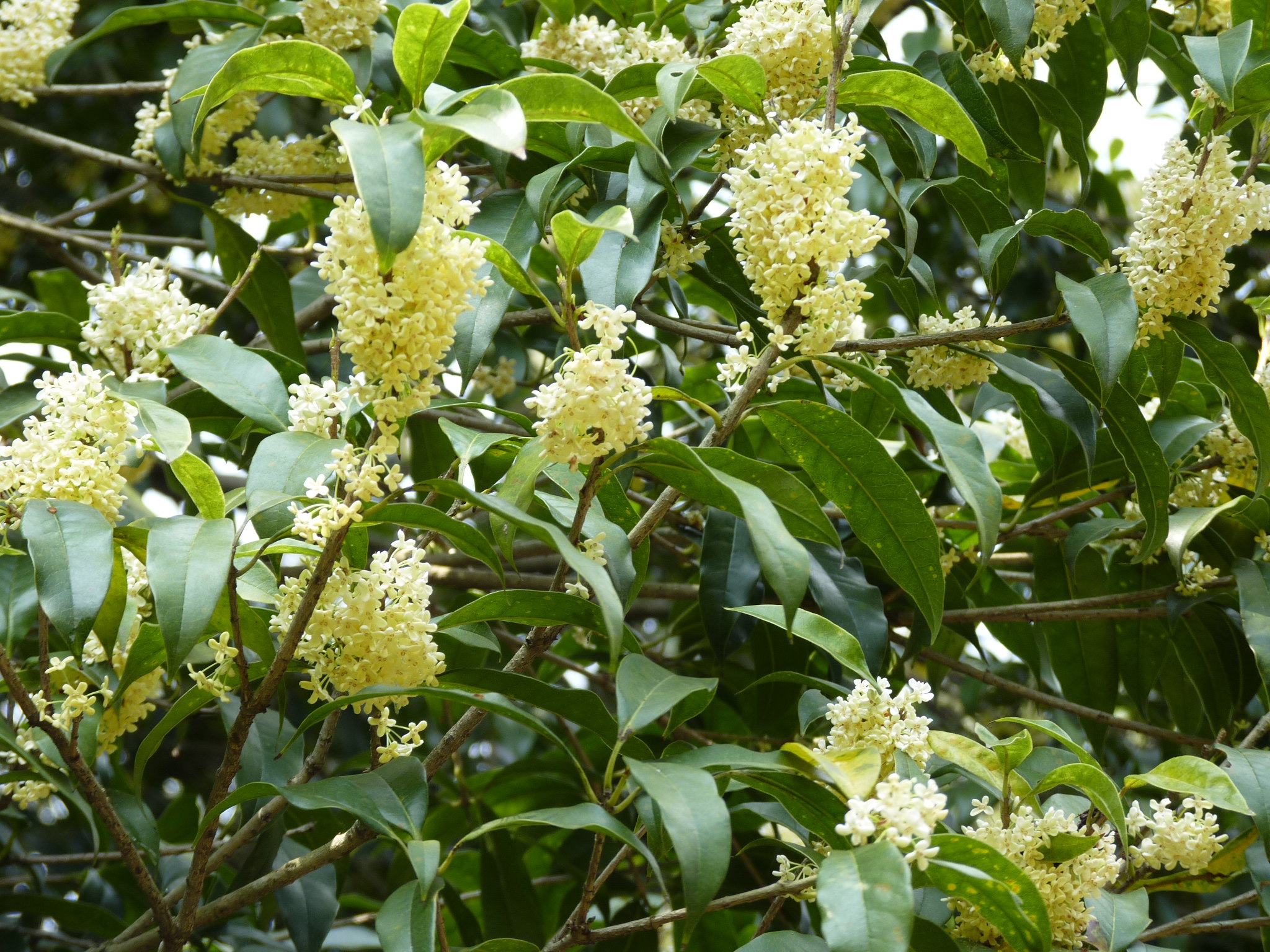 如何在室内养护桂花吗？栽培盆栽桂花时应该注意什么？