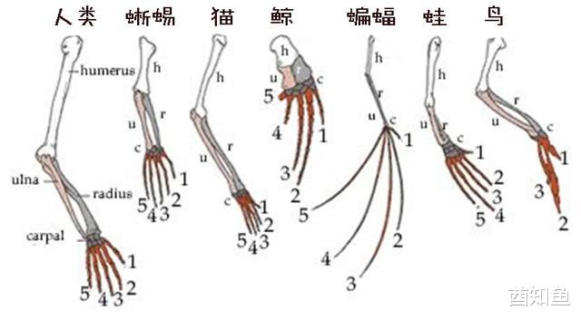 为什么鲸类的鳍骨就好像人手一样,也有五个指头呢?