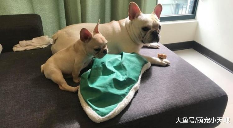 新成員占床睡翻，法斗哥哥躺地眼神死：那是我的床