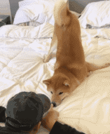 我把我家狗惹生气后，它竟然要和我绝交！