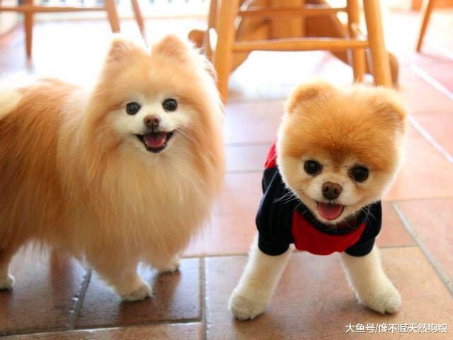 飼養博美犬的5大忌，別拿它的健康，為你的錯誤買單！
