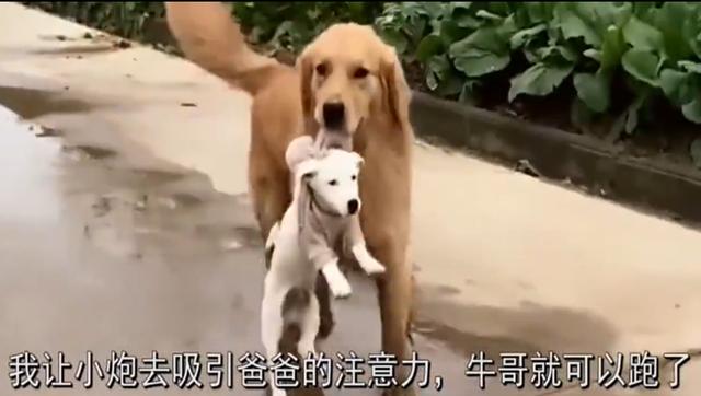 金毛和马犬，一个善智一个善武，开始了它们爆笑的“报仇”计划