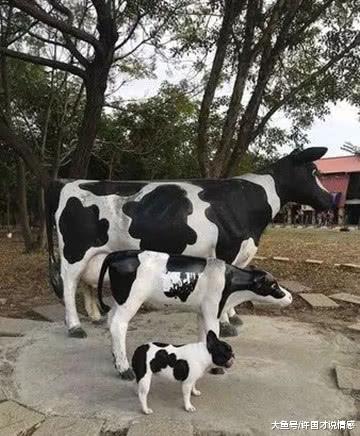 带爱犬去公园玩耍，这货一撒手就跑，跟过去一看笑到扶墙走！