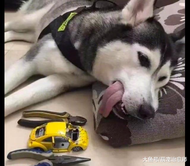哈士奇一直都叼着玩具车，半小时后主人才发现，是卡在它牙上了！