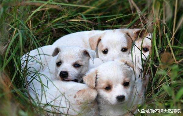 狗狗有4个时间段“钙”一定要足，但不能盲目补钙