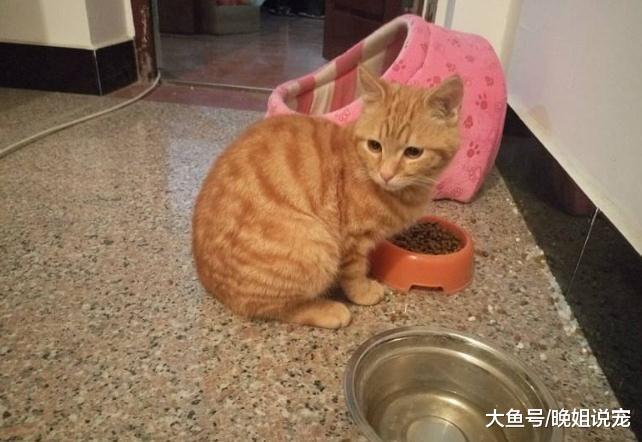 猫咪有下面5种表现的话，说明它智商很高，你家有吗？